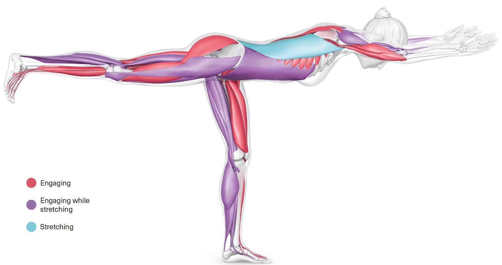 The Daily Bandha: Your Glutes and Lats in Bird Dog Pose