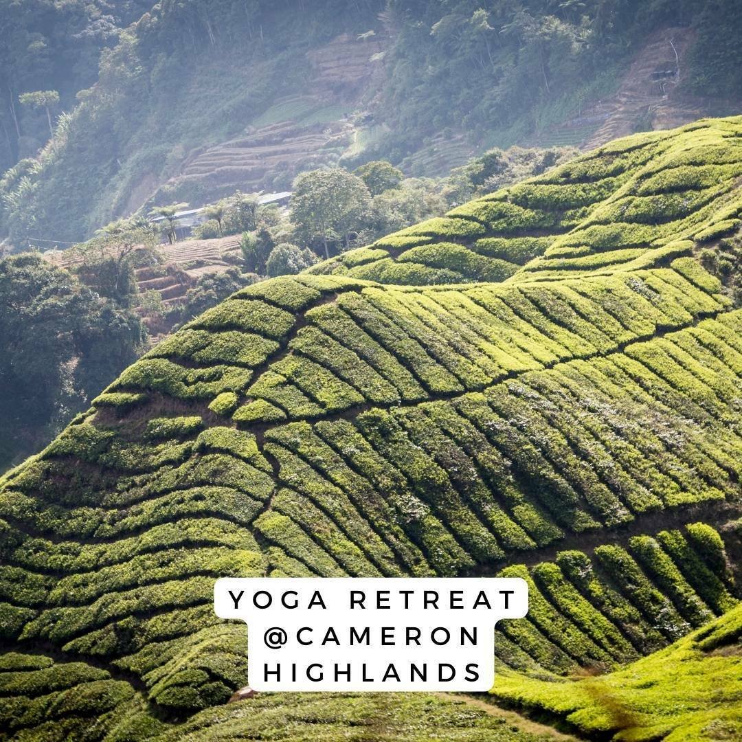 Yoga Retreat Cameron Highlands